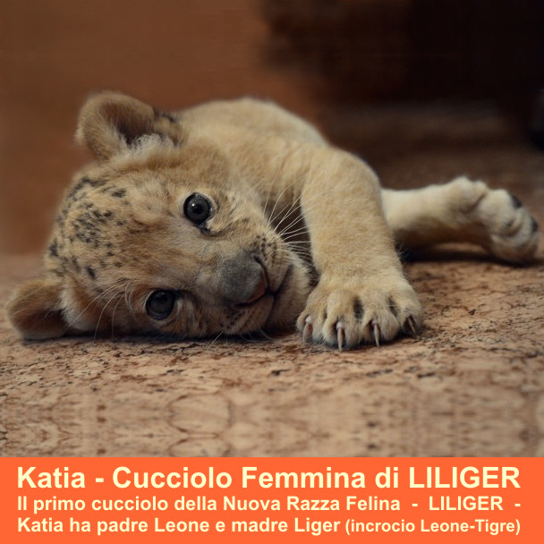 Pianeta Animali - Felini